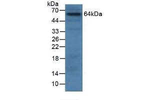 Detection antibody from the kit in WB with Positive Control:  Sample Human 293T cells.