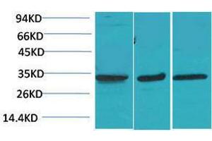 Western Blotting (WB) image for anti-Calcium Channel, Voltage-Dependent, gamma Subunit 3 (CACNG3) antibody (ABIN3179066) (CACNG3 antibody)