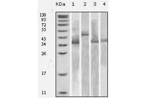 Western Blot showing Trx antibody used against various fusion protein with Trx tag. (TXN antibody)