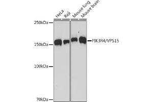Western blot analysis of extracts of various cell lines, using PIK3R4/VPS15 Rabbit mAb (ABIN7269322) at 1:1000 dilution. (PIK3R4 antibody)