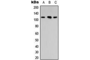 Western blot analysis of ARHGAP30 expression in MCF7 (A), Raw264. (ARHGAP30 antibody  (Center))