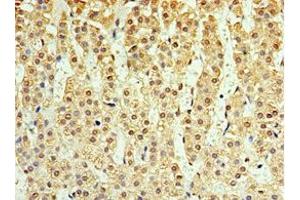 Immunohistochemistry of paraffin-embedded human adrenal gland tissue using ABIN7156876 at dilution of 1:100 (IL-25 antibody  (AA 33-177))