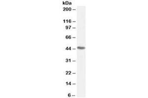 Western blot testing of 293 lysate with SNX15 antibody at 0.