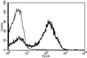 A typical staining pattern with the B-H7 monoclonal antibody of lymphocytes (CD5 antibody  (Biotin))