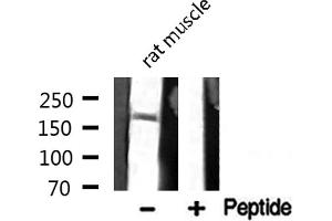 MED1 antibody  (C-Term)