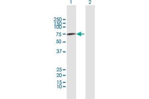 Western Blot analysis of CNKSR3 expression in transfected 293T cell line by CNKSR3 MaxPab polyclonal antibody. (CNKSR3 antibody  (AA 1-555))