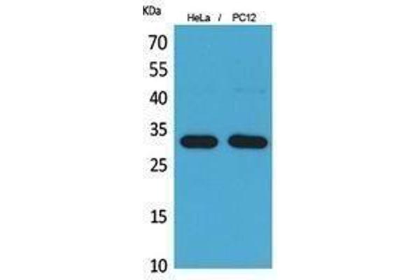 IREM1 antibody  (Internal Region)