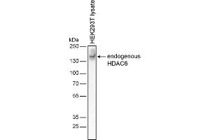 Western blotting analysis of human HDAC6 by mouse monoclonal antibody 3D2 in HEK-293T cell line under reducing conditions. (HDAC6 antibody)