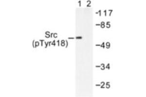 Image no. 1 for anti-Nuclear Receptor Coactivator 1 (NCOA1) (pTyr418) antibody (ABIN318122) (NCOA1 antibody  (pTyr418))