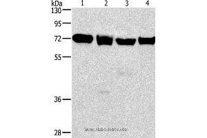 Western blot analysis of 231, 293T, Raji and hela cell, using IL2RB Polyclonal Antibody at dilution of 1:325 (IL2 Receptor beta antibody)