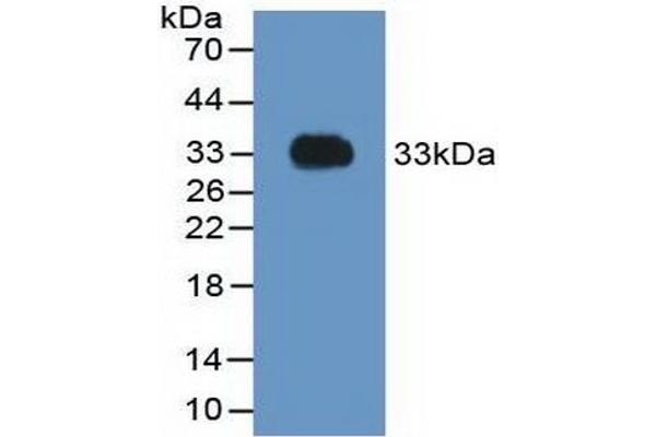 Prothrombin anticorps  (AA 324-617)