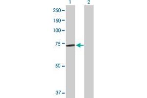 Western Blot analysis of PABPC3 expression in transfected 293T cell line by PABPC3 MaxPab polyclonal antibody. (PABPC3 antibody  (AA 1-631))