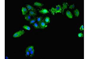 Immunofluorescent analysis of HepG2 cells using ABIN7162930 at dilution of 1:100 and Alexa Fluor 488-congugated AffiniPure Goat Anti-Rabbit IgG(H+L) (Peroxiredoxin 1 antibody  (AA 1-199))