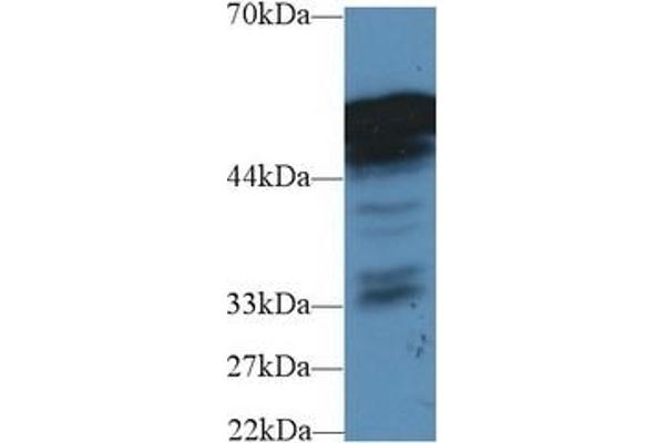Fibrinogen beta Chain antibody  (AA 35-481)