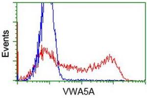HEK293T cells transfected with either RC212185 overexpress plasmid (Red) or empty vector control plasmid (Blue) were immunostained by anti-VWA5A antibody (ABIN2453785), and then analyzed by flow cytometry. (VWA5A antibody)
