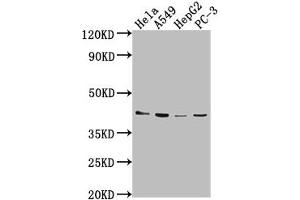 Western Blot Positive WB detected in: Hela whole cell lysate, A549 whole cell lysate, HepG2 whole cell lysate, PC-3 whole cell lysate All lanes: LPAR6 antibody at 1:2000 Secondary Goat polyclonal to rabbit IgG at 1/50000 dilution Predicted band size: 40 kDa Observed band size: 40 kDa (LPAR6 antibody  (AA 292-313))