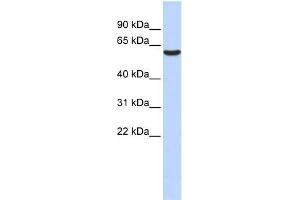 WB Suggested Anti-GABRB3 Antibody Titration:  0. (GABRB3 antibody  (Middle Region))