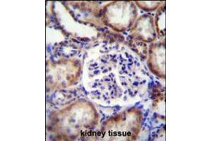 EFNB2 Antibody immunohistochemistry analysis in formalin fixed and paraffin embedded human kidney tissue followed by peroxidase conjugation of the secondary antibody and DAB staining.