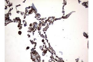 Image no. 1 for anti-Vimentin (VIM) (AA 210-466) antibody (ABIN1491200) (Vimentin antibody  (AA 210-466))