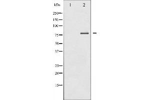 PKC delta antibody  (C-Term)