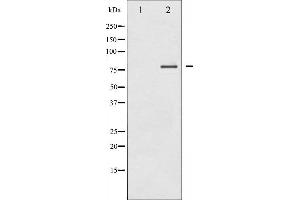 Western blot analysis of PKC delta expression in MCF7 whole cell lysates,The lane on the left is treated with the antigen-specific peptide.