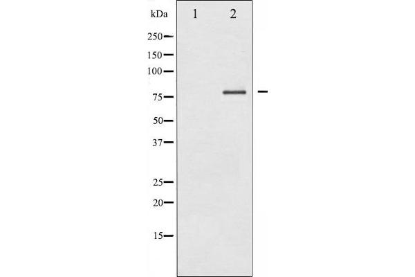 PKC delta antibody  (C-Term)