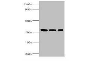 Western Blotting (WB) image for anti-Arginase, Type II (ARG2) (AA 1-354) antibody (ABIN6098038) (ARG2 antibody  (AA 1-354))