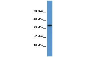 WB Suggested Anti-Apof Antibody Titration:  0. (Apolipoprotein F antibody  (C-Term))
