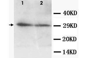 Western Blot analysis of AQP5 expression from cell extracts with AQP5 polyclonal antibody . (Aquaporin 5 antibody  (C-Term))