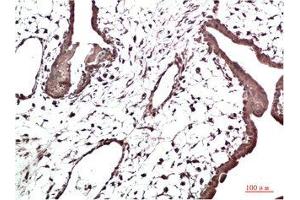 Immunohistochemical analysis of paraffin-embedded Human Placenta Tissue using HP-1γ Mouse mAb diluted at 1:200. (CBX3 antibody)