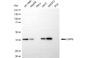 anti-Capping Protein (Actin Filament), Gelsolin-Like (CAPG) antibody