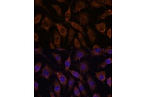 Immunofluorescence analysis of L929 cells using SUCLG1 antibody (ABIN7270623) at dilution of 1:100. (SUCLG1 antibody  (AA 41-346))