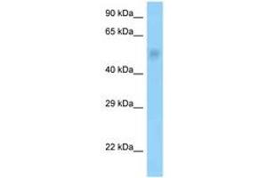 Image no. 1 for anti-Protein Phosphatase 2, Regulatory Subunit B'', gamma (PPP2R3C) (AA 58-107) antibody (ABIN6748223) (PPP2R3C antibody  (AA 58-107))