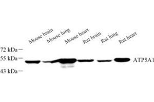 Western blot analysis of ATP5A1 (ABIN7073141) at dilution of 1: 500 (ATP5G1 antibody)