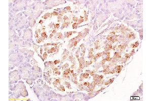 Formalin-fixed and paraffin embedded rat pancreas labeled with Anti-SRG4 Polyclonal Antibody, Unconjugated  at 1:200 followed by conjugation to the secondary antibody and DAB staining. (SUN5 antibody  (AA 161-275))
