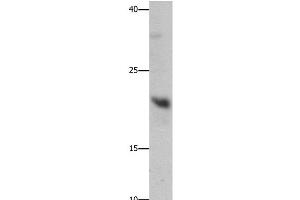 Western Blot analysis of Mouse liver tissue using GFER Polyclonal Antibody at dilution of 1:750 (GFER antibody)