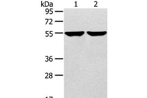Western Blot analysis of 231 and hepg2 cell using TRIM62 Polyclonal Antibody at dilution of 1:400 (TRIM62 antibody)