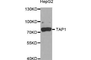 Western blot analysis of extracts of HepG2 cells, using TAP1 antibody (ABIN5973658) at 1/1000 dilution. (TAP1 antibody)