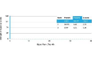 Protein Array (PAr) image for anti-Glutamate Decarboxylase 1 (Brain, 67kDa) (GAD1) antibody (ABIN7456014) (GAD antibody)