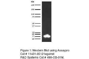 Western Blotting (WB) image for anti-Leptin (LEP) antibody (Biotin) (ABIN613249) (Leptin antibody  (Biotin))