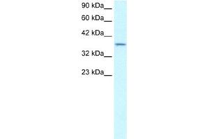 WB Suggested Antibody Titration:  0. (SMAD7 antibody  (N-Term))