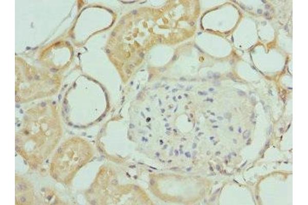 INTS1 antibody  (AA 451-710)