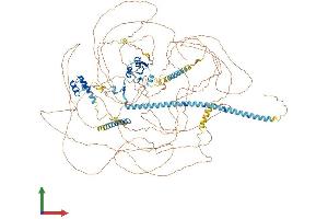 Protein Structure (PS) image for Apoptotic Chromatin Condensation Inducer 1 (ACIN1) (AA 1-1341) protein (His tag) (ABIN7551941)