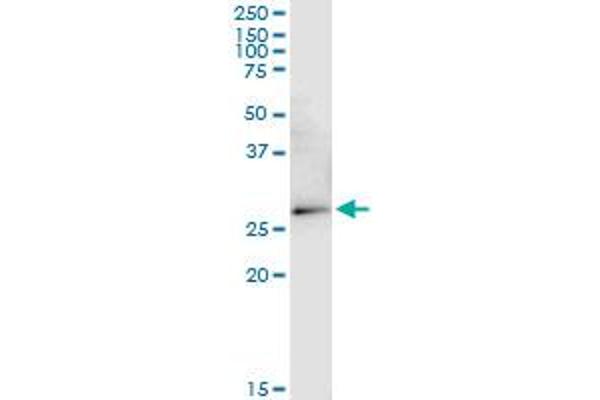 VDAC2 antibody  (AA 1-294)