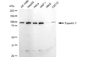 anti-Exportin 1 (XPO1) antibody