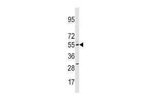 Western blot analysis of anti-CYP11A1 Antibody (N-term) (ABIN392388 and ABIN2842016) in HepG2 cell line lysates (35 μg/lane). (CYP11A1 antibody  (N-Term))