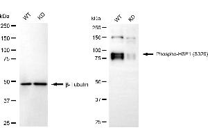 Western blotting analysis using phospho-HSF1 (S326) antibody (ABIN7798863).