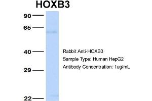 Host: Rabbit Target Name: HOXB3 Sample Type: HepG2 Antibody Dilution: 1.