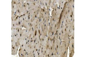 IHC analysis of Rad9b using anti-Rad9b antibody (ABIN7599360).