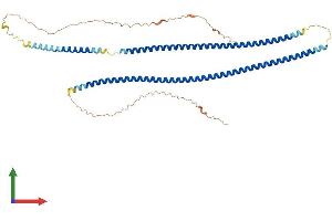 AlphaFold protein structure predicition of Mouse Recombinant Krt81 Protein, UniprotID Q9ERE2
